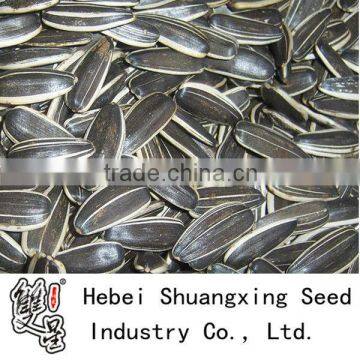 Chinese black sunflower seeds 5009