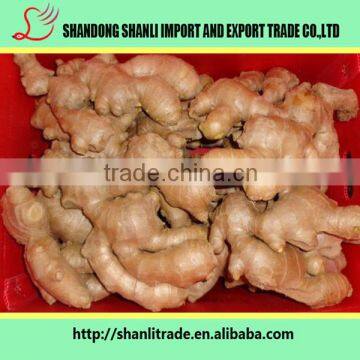 Farmer Supply 150g+ Chinese Fresh Ginger Organic/wholesale Ginger photo-2