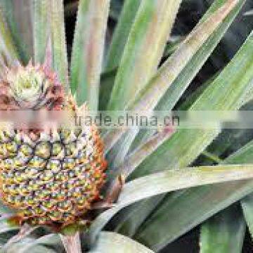 Suvimie Fresh Sri Lankan Pineapples photo-3