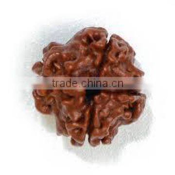 4 Faces Rudraksha