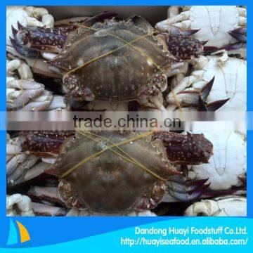 Blue swimming crab frozen crab iqf