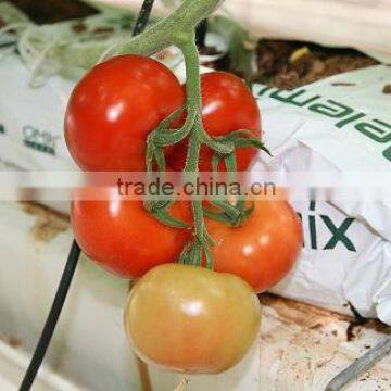 Red Fresh Tomato photo-4