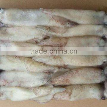 Frozen Whole Round Squid photo-5