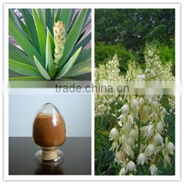 Competitive price 20% 30% Sarsaponin Yucca schidigera extract