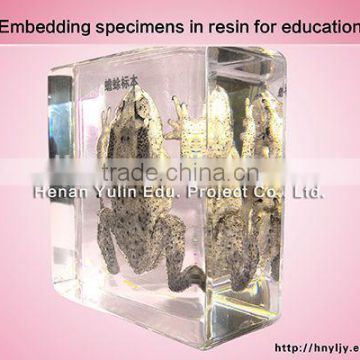 3D specimen/embedidding specimen in resin/toad 3Dspecimen