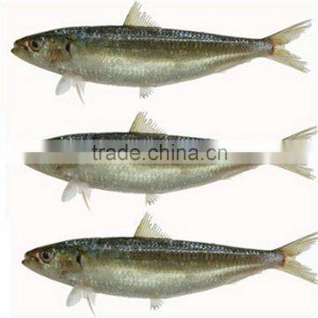 BQF frozen sardine fish for fishing bait