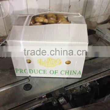 100g+ Fresh Ginger In 7kg PVC Carton photo-4