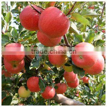 Fresh Fruit Chinese Gala Apple photo-2