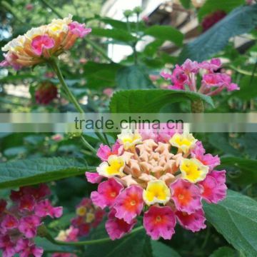 Lantana Flower seeds Lantana camara Seeds Fragrant Flowers for planting