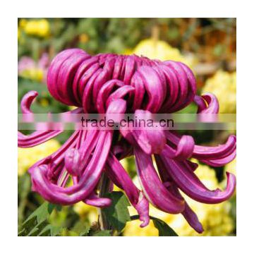 Hybrid F1 Chrysanthemum seeds