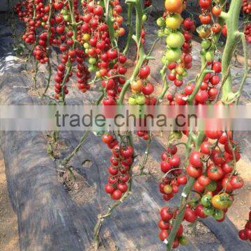 2014 Indeterminate Growth High Yield TY Resistance Pink Cherry Tomato Seeds For Growing-King Pearl photo-4