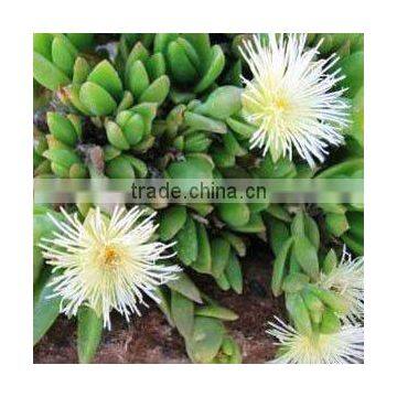 Sceletium tortuosum / kanna tincture