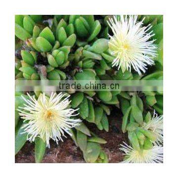Sceletium Tortuosum / Kanna Tincture