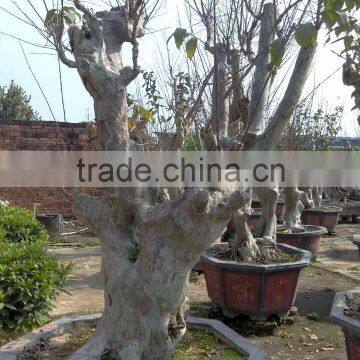 Lagerstroemia Indica L. Nursery