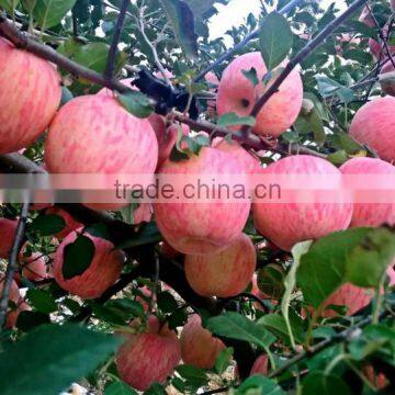 Yantai Fresh Fruit Apple,2016 New Crop Good Taste Red Apple