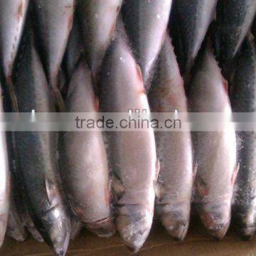 high quality sea frozen mackerel