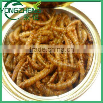 High Quality Dried Mealworm photo-4