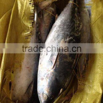 300-500g Frozen Bonito Tuna Fish