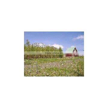 Niseko Resort Land for Selling