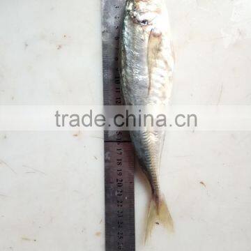 Frozen Fresh W/R Horse Mackerel China-made Fish photo-2