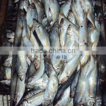 Frozen Horse Mackerel photo-2