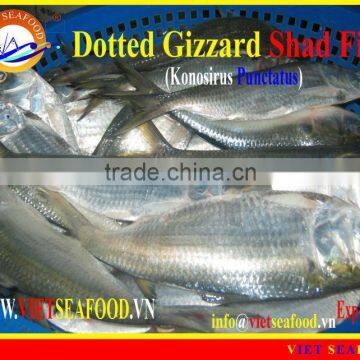 FROZEN W/R DOTTED GIZZARD SHAD FISH