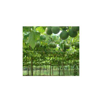 Natural Sweetener Monk Fruit Extract Mogrosides 10-80% photo-2