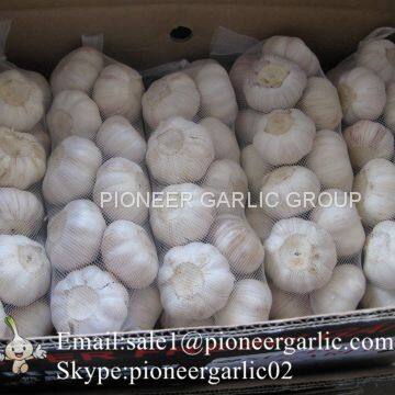 Small Packing 5.5-6cm Fresh Red Garlic Produced In Jinxiang Shandong China