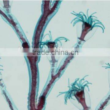 High Quality Zoology Slides ,high Quality Animal Slides photo-4