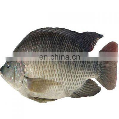 FROZEN IQF TILAPIA GGS FROM VIETNAM