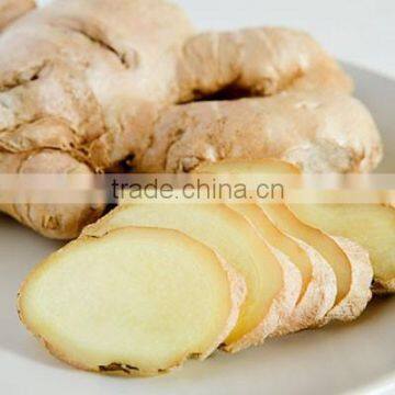 Wholesaler High Quality Ginger Essential Oil