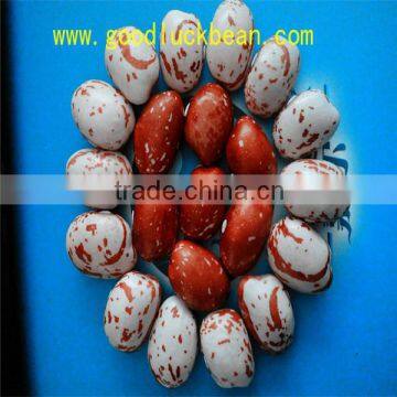 light speckled kidney beans of good quality
