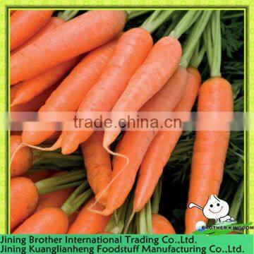 China carrot factory
