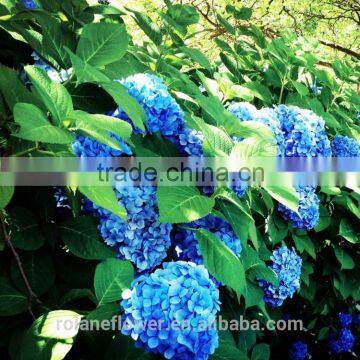For Friend Gift High Quality Silk Hydrangea Wedding Bouquets Wedding Centerpieces Real Touch Fresh Cut Hydrangea From Yunnan photo-6