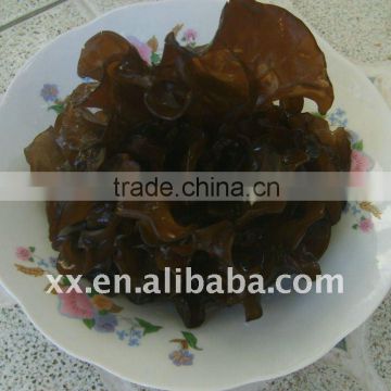 chinese fresh agaric good price for sale