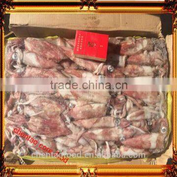 Frozen whole squid for sale red squid for sale