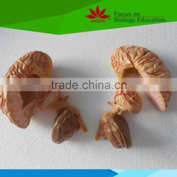 9 parts Anatomical Brain model with cerebral arteries distributing