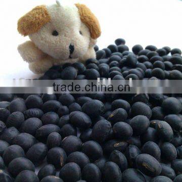 Black Soybean with Yellow Inside