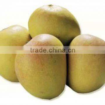 Freah Alphanso Mangoes Fruit