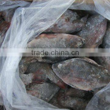 2015 October new season of frozen tilapia good price China origin