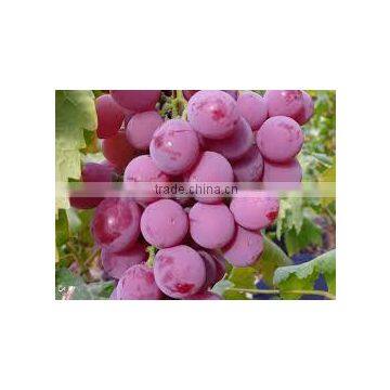 EGYPT FRESH CROPE 2016..red Color and Fresh Style Grapes seedless grapes