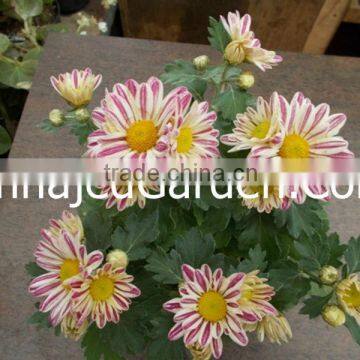 Shewanti Plant PinkWhite Mix