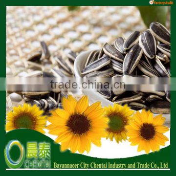 Raw Material Long Sunflower Seeds Big Black American