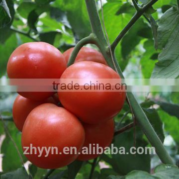 Zhongyan Hong No.2 tomato seed high yield