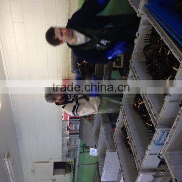 Live Canadian Lobster photo-3