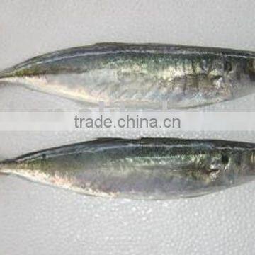 frozen blue scad, blue mackerel scad