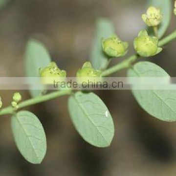 Superior Grade Phyllanthus niruri Powder For OEM