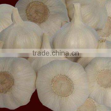 Chinese Best Quality Garlic Powder