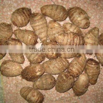 taro
