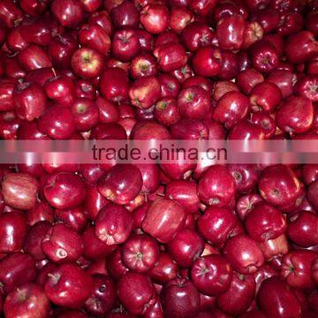 Export Red Delicious Apple Company photo-5